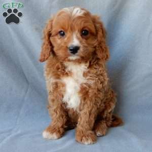 Thomas, Cavapoo Puppy